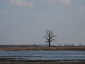 DSCN6918m.jpg