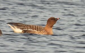 RSCN7655~4.jpg