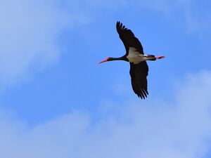 DSC 4040.JPG