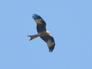 RSCN2817.jpg