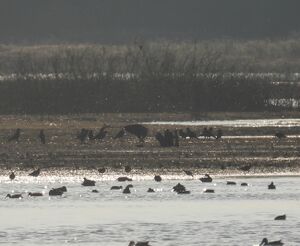 DSCN2762m.jpg