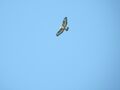 Buteo .jpg