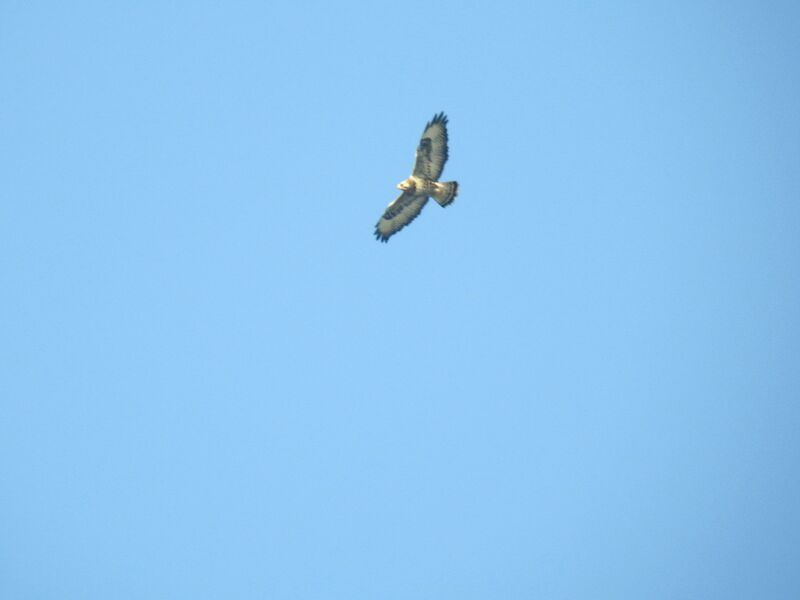 Plik:Buteo .jpg