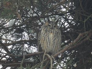 DSCN3524m1.jpg