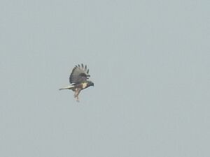 RSCN8781.JPG