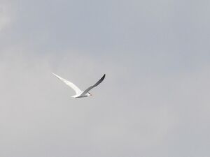 RSCN2464.JPG