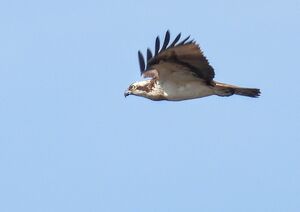 RSCN8747~3.jpg