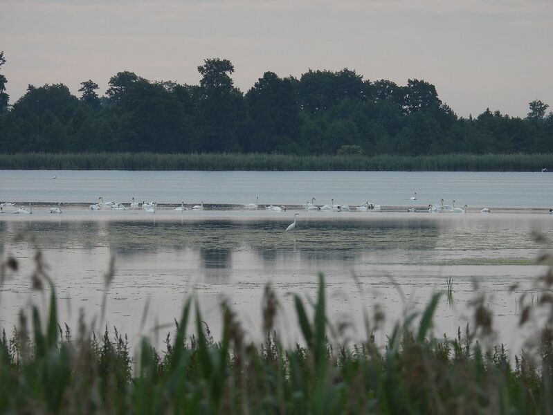 Plik:DSCN7532m2.jpg