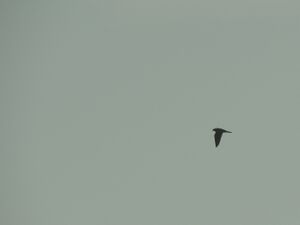 DSCN0200.jpg