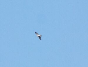 MG 20250211 203717~2.jpg