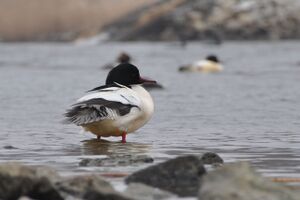20120222tama3.JPG