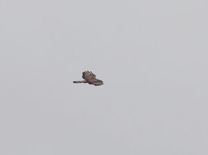 DSCN8087m2.jpg