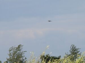 DSCN8154m2.jpg