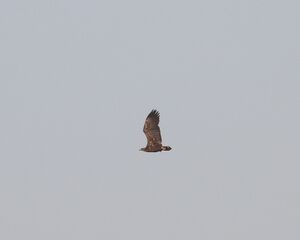 DSCN9003m.jpg