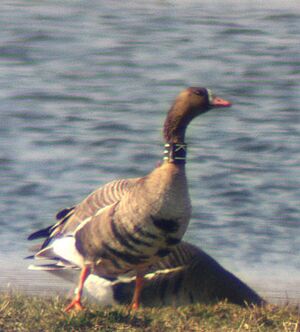 1. G.bialoczelna z obroza.jpg
