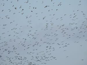 DSCN2909m.jpg