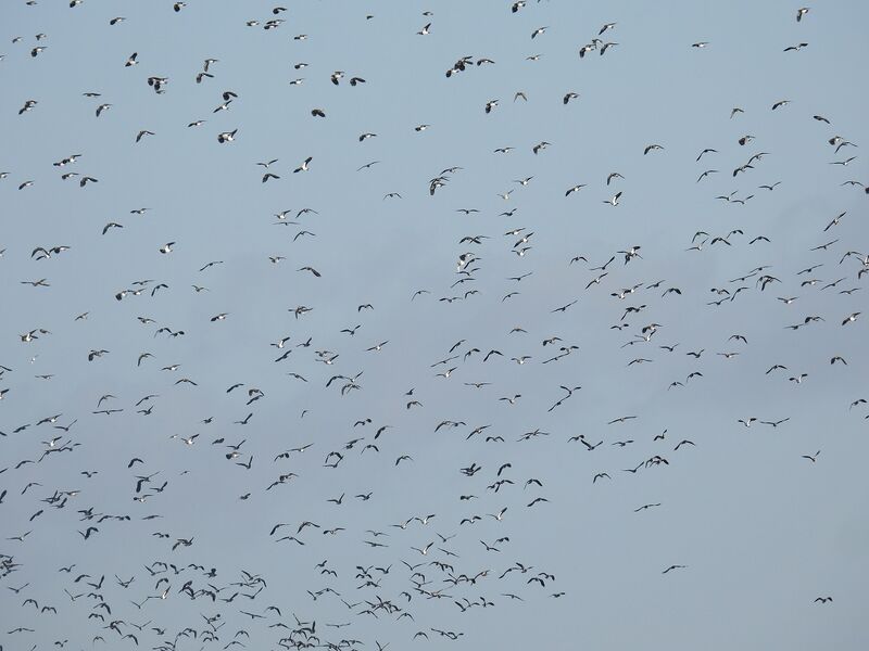 Plik:DSCN2909m.jpg