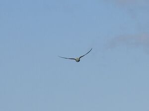 RSCN2359.JPG