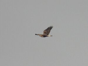 RSCN9921~2.jpg