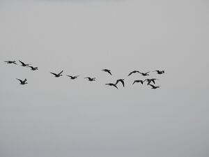DSCN5854.jpg