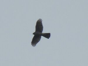 RSCN4140.jpg