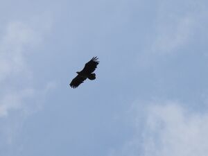 DSCN0905m1.jpg