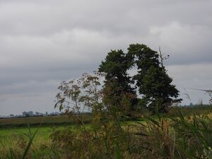DSCN8331m1.jpg