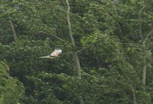 DSCN7981m1.jpg