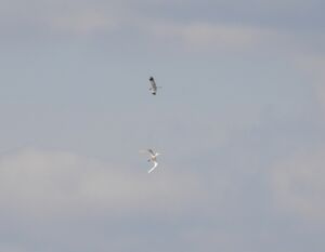 DSCN9187m1.jpg