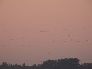 DSCN2779m.jpg