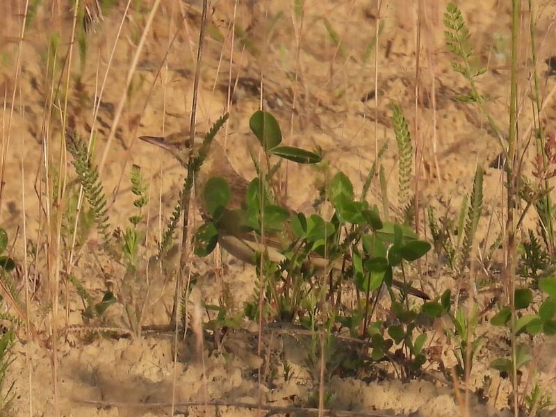 Plik:RSCN7818.JPG